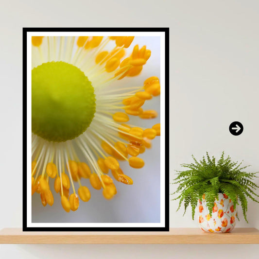 White Anemone Macro Print | Delicate Botanical Flower Photography, Minimal Nature Decor