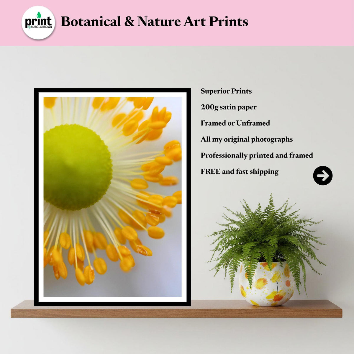 White Anemone Macro Print | Delicate Botanical Flower Photography, Minimal Nature Decor