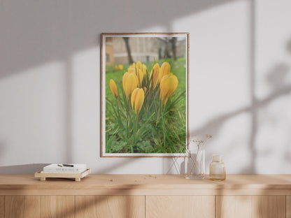 Yellow Crocus Flower Poster, Spring Garden Wall Art, Botanical Photography Print, Bright Floral Home Decor, Nature Photo Print