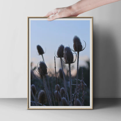 Teasel Seedhead Photography Print, Winter Botanical Wall Art, Moody Nature Poster, Blue Dusk Sky, Rustic Wild Plant Decor, Countryside Print