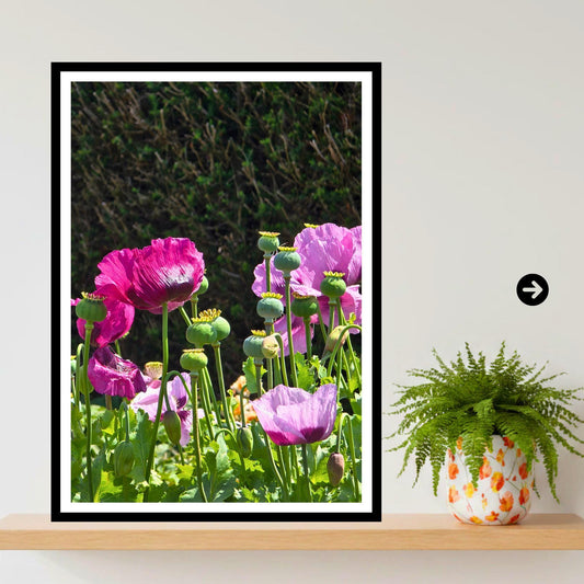 Pink Poppy Flowers Print | Summer Garden Botanical Wall Art