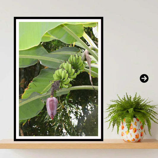 Banana Flower & Green Bunch — Eden Project, Cornwall | Tropical Banana Plant Wall Art Photography Print