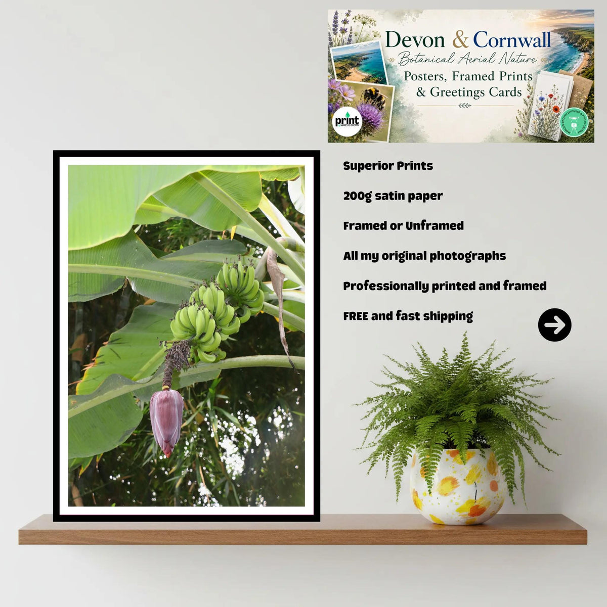Banana Flower & Green Bunch — Eden Project, Cornwall | Tropical Banana Plant Wall Art Photography Print