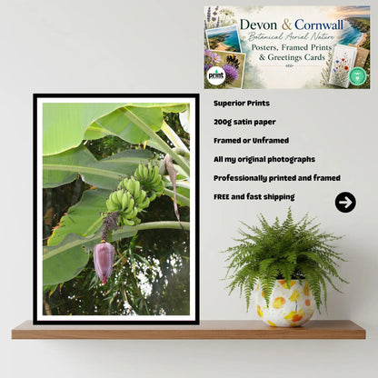 Banana Flower & Green Bunch — Eden Project, Cornwall | Tropical Banana Plant Wall Art Photography Print