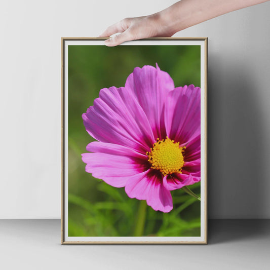 Pink Cosmos Flower Photography Print, Close Up Floral Wall Art, Bright Pink Garden Poster, Summer Botanical Photo, Nature Lover Gift Print