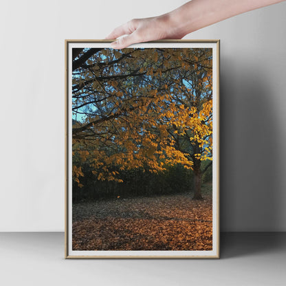 Autumn Tree Photography Print, Golden Leaves Nature Poster, Fall Woodland Wall Art, Orange Foliage Forest Photo, Seasonal Nature Decor