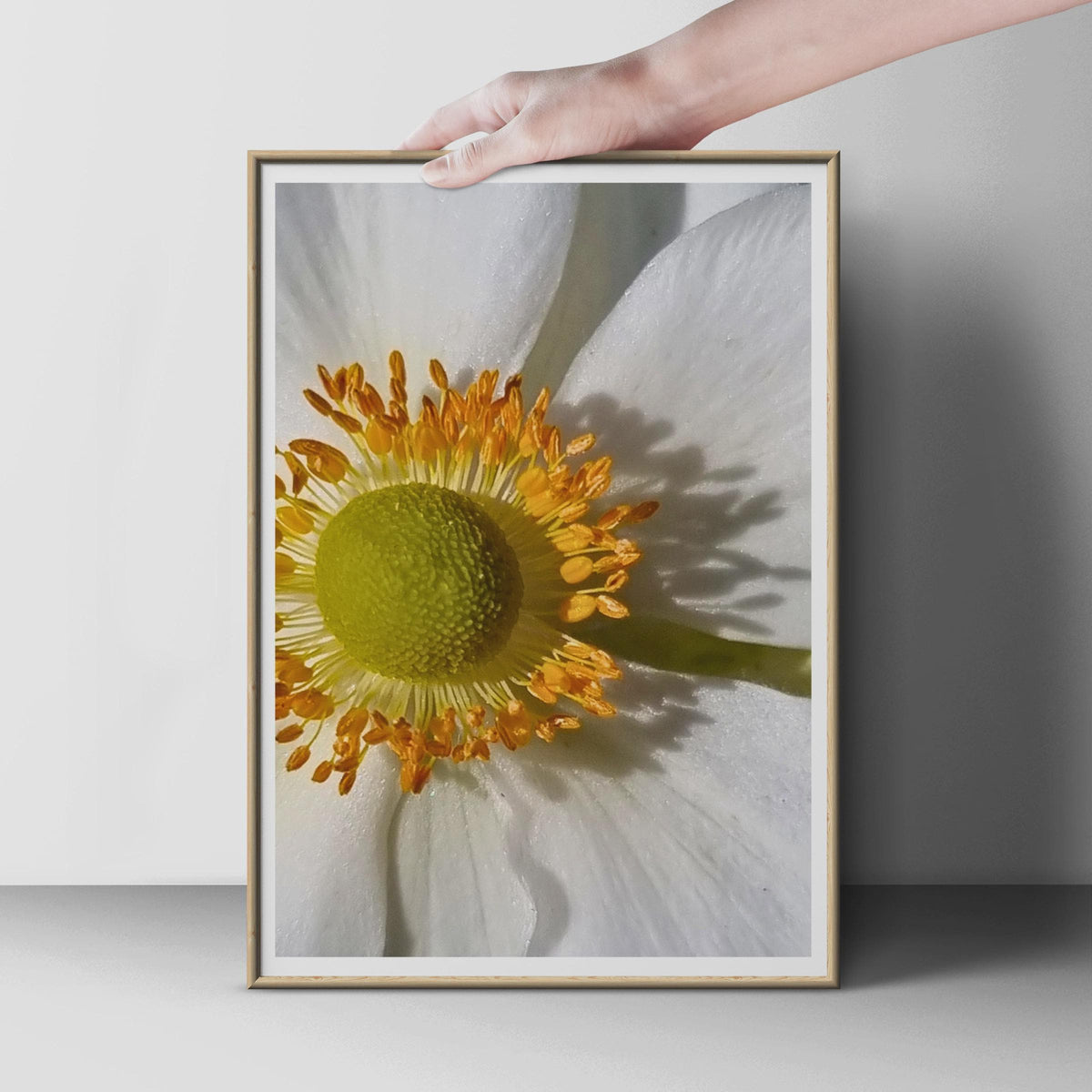 White Anemone Macro Flower Print, Close Up Botanical Wall Art, Gold Stamen Photography Poster, Nature Home Decor