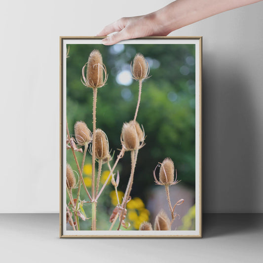 Teasel Seed Heads Botanical Poster, Wild Teasel Print, Dried Seedhead Wall Art, Nature Photography, Autumn Garden Decor, Neutral Tones