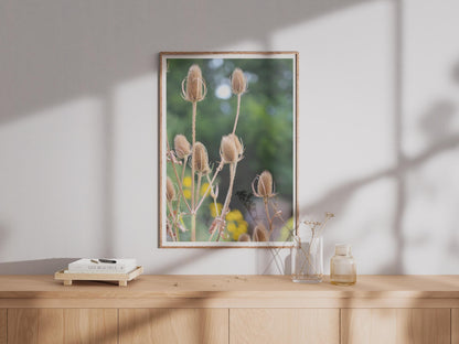 Teasel Seed Heads Botanical Poster, Wild Teasel Print, Dried Seedhead Wall Art, Nature Photography, Autumn Garden Decor, Neutral Tones