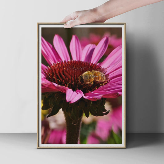 Honeybee on Echinacea Flower Poster, Bee Photography Print, Pink Coneflower Wall Art, Macro Nature Photo, Garden Wildlife Decor
