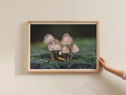 Woodland Fungi Poster, Tiny Mushroom Cluster Print, Nature Photography, Framed-Print, Macro Forest Wall Art, Earthy Brown Botanical Decor