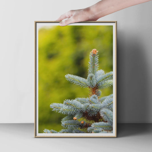 Blue Spruce Tree Close Up Photography Print, Evergreen Conifer Botanical Poster, Nature Wall Art, Teal Green Forest Photo Print for Home