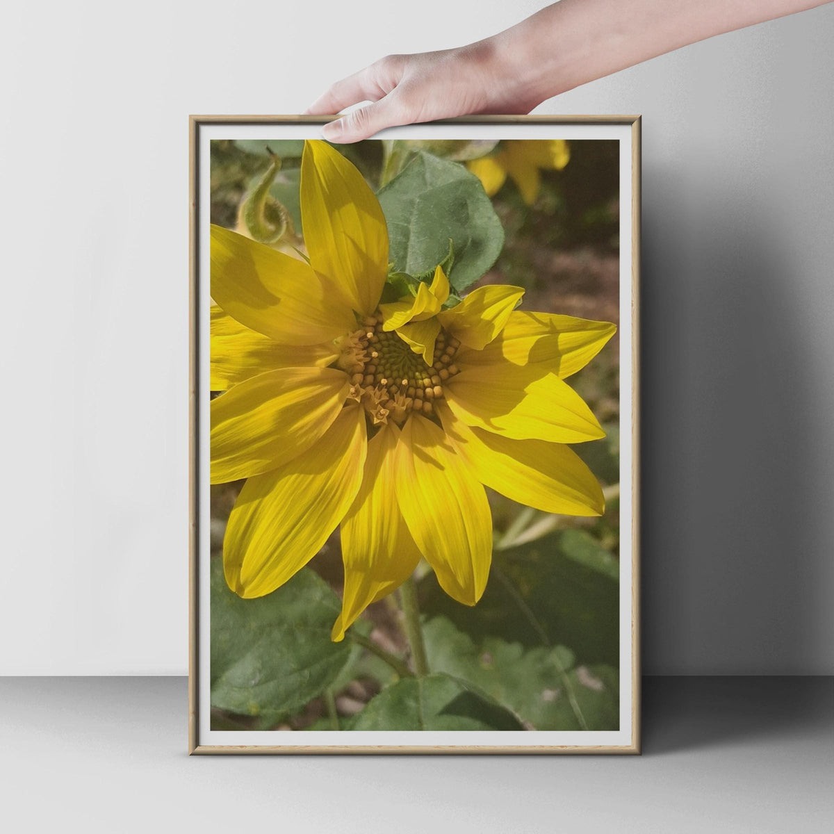 Sunflower Close Up Photography Print, Yellow Flower Wall Art, Botanical Poster, Summer Garden Decor, Floral Photo Print for Living Room
