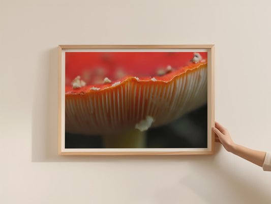 Fly Agaric Macro Fungi Poster, Red Mushroom Gills Close Up Framed Print, Nature Photography Wall Art, Botanical Woodland Decor Gift