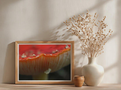 Fly Agaric Macro Fungi Poster mockup - Neutral_Mockup_Studio_509