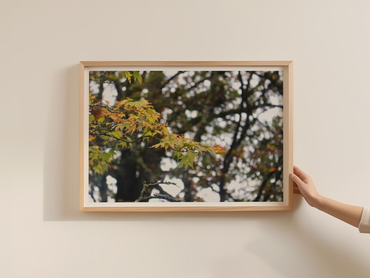 Autumn Maple Leaves Poster, Japanese Maple Tree Framed-Print, Fall Foliage Wall Art, Green Gold Nature Photography Print, Forest Landscape