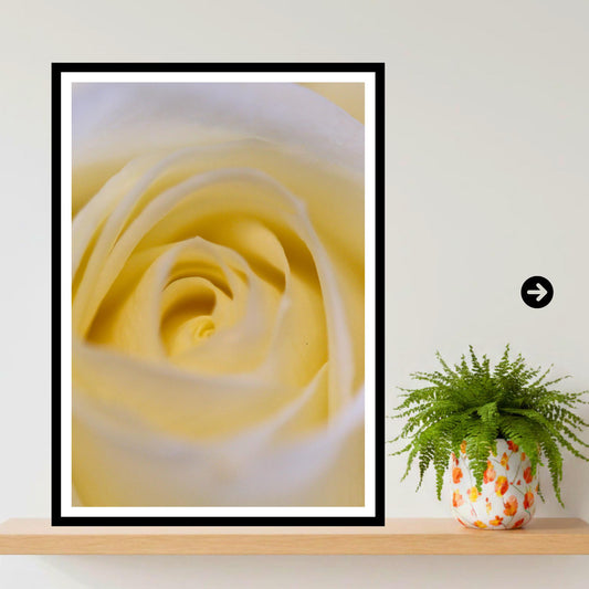 Cream White Rose Print: Botanical Close-Up Floral Wall Art Poster