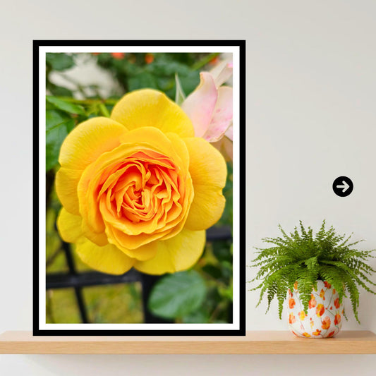 Yellow Rose Print: Botanical Wall Art, Fine Art Flower Photography