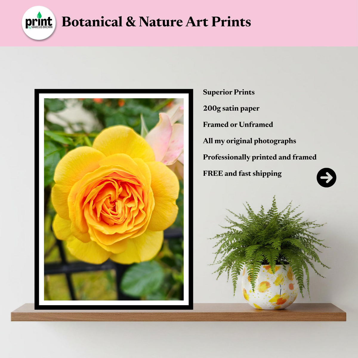 Yellow Rose Print: Botanical Wall Art, Fine Art Flower Photography