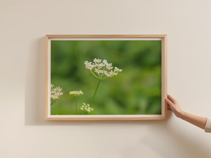 Wild Cow Parsley Poster, White Umbellifera Framed Print, Botanical Wildflower Wall Art, Green Nature Photography, Meadow Flower Decor