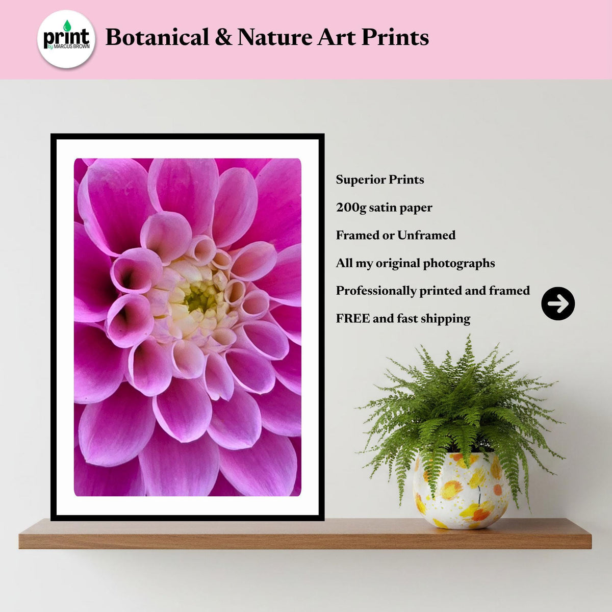Soft Pink Dahlia Macro Print | Elegant Botanical Wall Art, Floral Home Decor