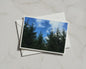 Evergreen Forest Canopy Poster, Conifer Trees Blue Sky, Nature Landscape Framed-Print, Green Wall Art, Woodland Photography Print