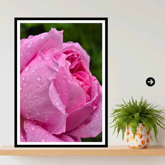 Pink Rose Print with Water Droplets – Botanical Fine Art Photography