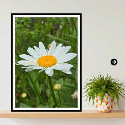 Wild Oxeye Daisy Meadow Art Print, Cottagecore Wall Decor, Nature Photography, Serene Floral Artwork, Archival Paper, Gift for Her