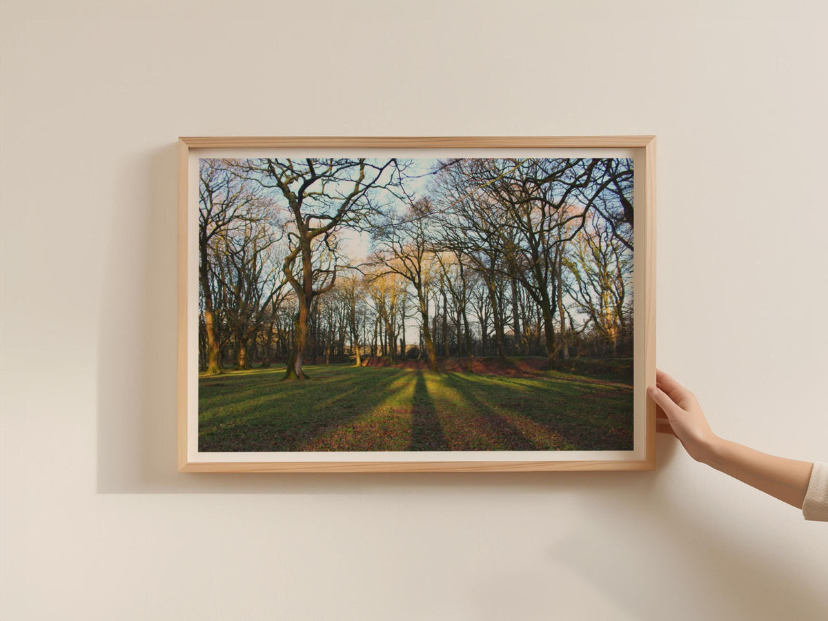 Winter Woodland Poster, Bare Trees Landscape Framed-Print, Golden Light Forest Wall Art, Nature Photography, British Countryside Decor