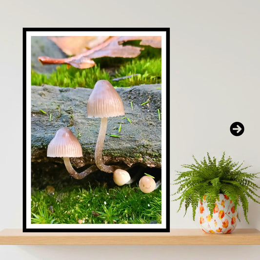 Common Bonnet Fungi Print Art, Mushroom Nature Photography, Woodland Fungi Decor, Botanical and Wildlife Print, FSC Certified Archival