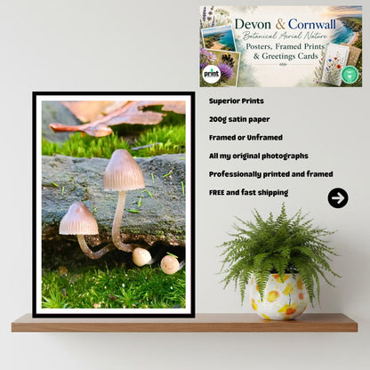 Common Bonnet Fungi Print Art, Mushroom Nature Photography, Woodland Fungi Decor, Botanical and Wildlife Print, FSC Certified Archival