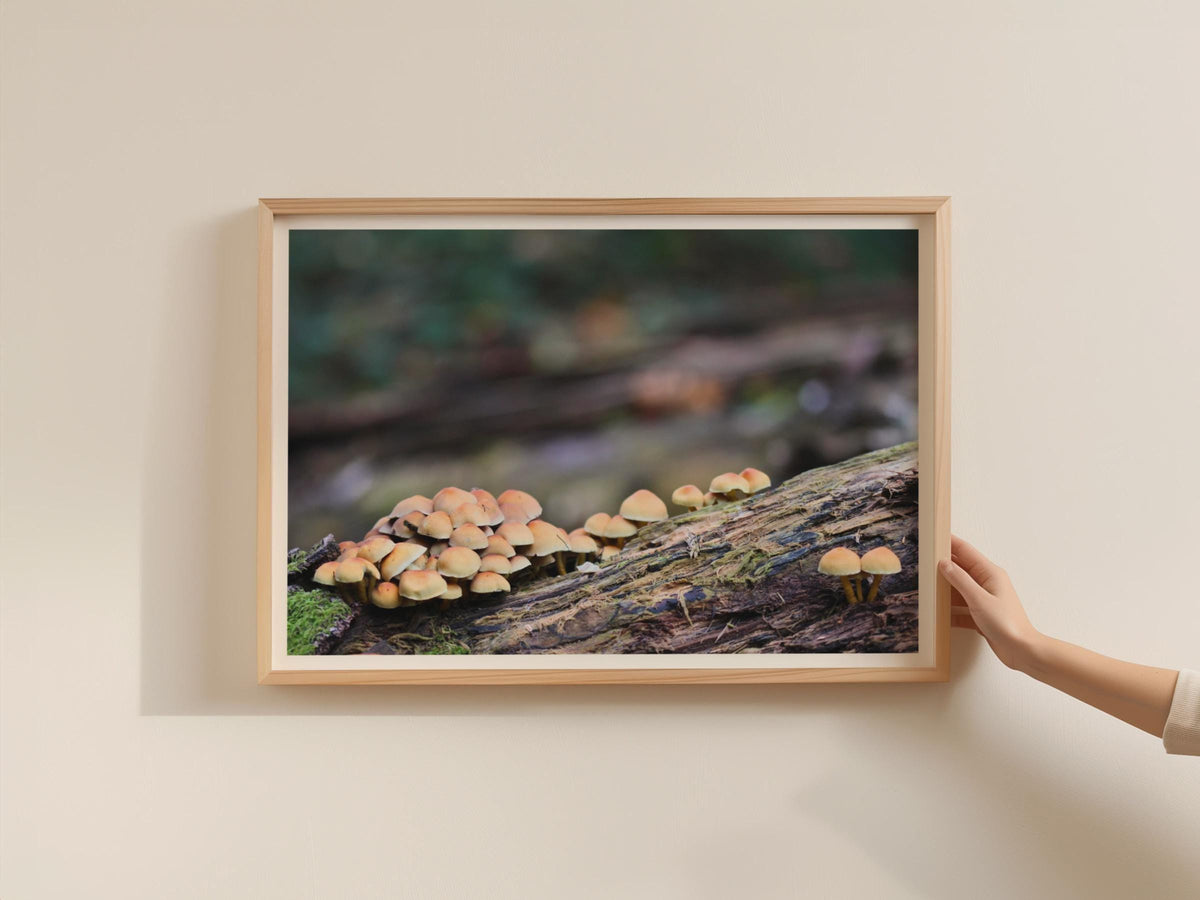 Fungi Mushroom Photography Poster, Forest Floor Wall Art, Autumn Nature Framed Print, Woodland Toadstool Landscape, Earthy Tones Home Decor