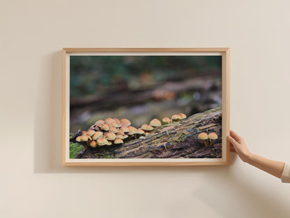 Fungi Mushroom Photography Poster, Forest Floor Wall Art, Autumn Nature Framed Print, Woodland Toadstool Landscape, Earthy Tones Home Decor