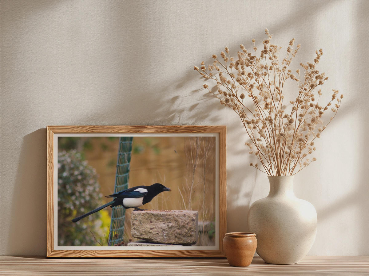 Magpie Garden Bird Poster, Wildlife Photography Framed-Print, Black White Bird Wall Art, Nature Lover Gift, British Garden Bird Print