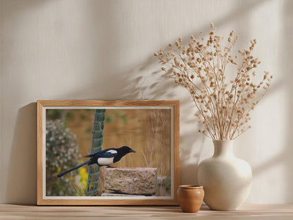 Magpie Garden Bird Poster, Wildlife Photography Framed-Print, Black White Bird Wall Art, Nature Lover Gift, British Garden Bird Print