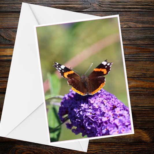 Red Admiral Butterfly A6 Greetings Card - Butterfly Collection | Print by Marcus Brown