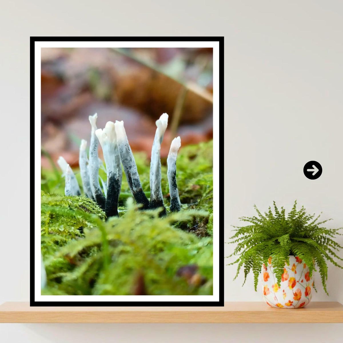 Candlesnuff Fungus Print, Fungi Art, Nature Photography, Woodland Decor, Botanical Poster, Mushroom Illustration, Archival Paper, Unique
