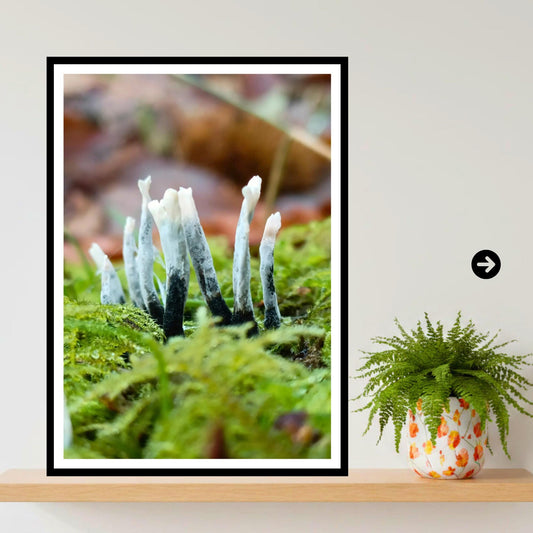 Candlesnuff Fungus Print, Fungi Art, Nature Photography, Woodland Decor, Botanical Poster, Mushroom Illustration, Archival Paper, Unique