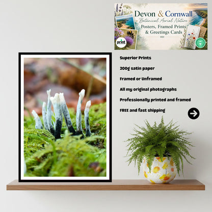 Candlesnuff Fungus Print, Fungi Art, Nature Photography, Woodland Decor, Botanical Poster, Mushroom Illustration, Archival Paper, Unique