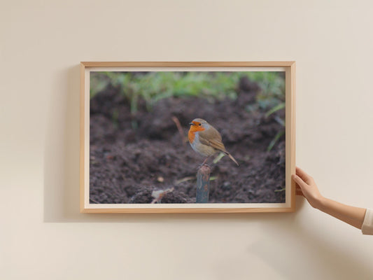 Robin Redbreast Bird Poster, Garden Robin Framed-Print, British Wildlife Wall Art, Nature Photography Print, Orange Red Bird Lover Gift