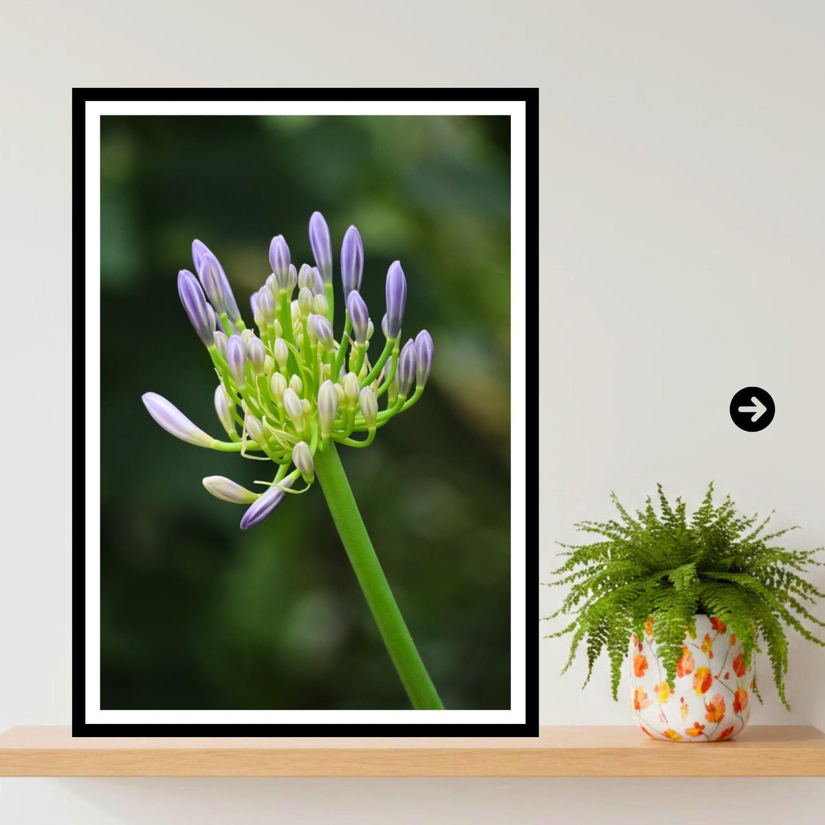 Agapanthus Bud Print | Purple African Lily Botanical Wall Art