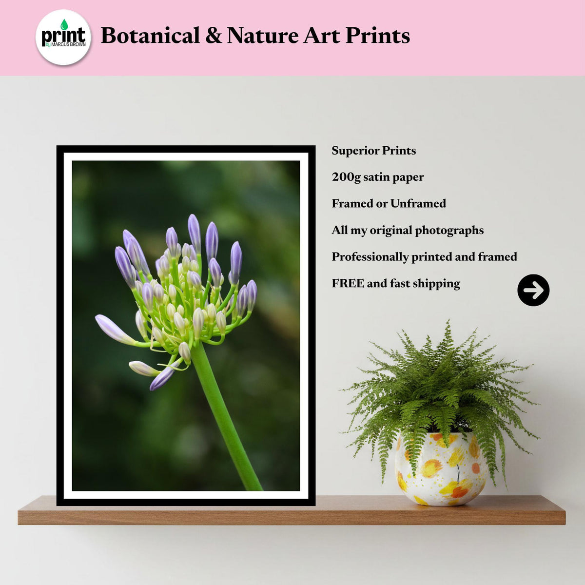 Agapanthus Bud Print | Purple African Lily Botanical Wall Art