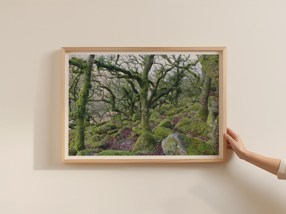 Ancient Mossy Oak Woodland Poster, Enchanted Forest Framed-Print, Green Nature Wall Art, Dartmoor Trees Landscape Photography Print