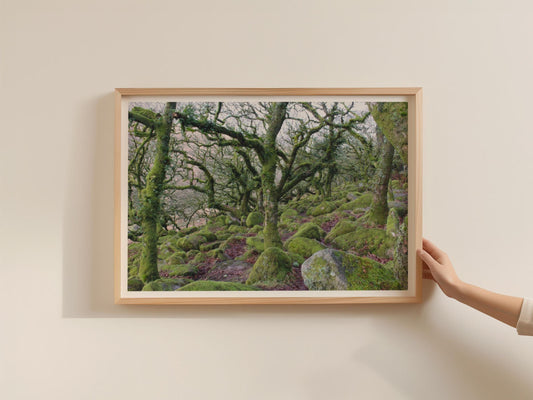 Ancient Mossy Oak Woodland Poster, Enchanted Forest Framed-Print, Green Nature Wall Art, Dartmoor Trees Landscape Photography Print