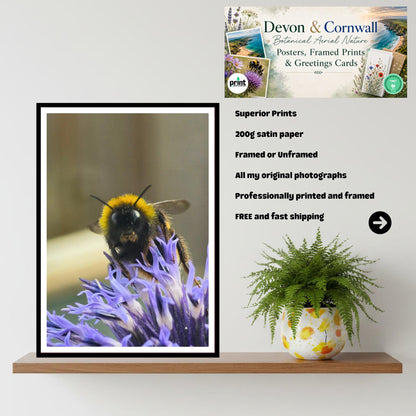 Bumblebee on Echinops Flower Print, Nature Photography, Pollinator Art, Garden Wildlife Decor, Blue Spiky Bloom, Archival Paper, Gift Idea