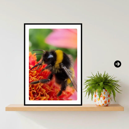 Macro Bumblebee Print | Colourful Botanical Wildlife Photography, Cottagecore Decor