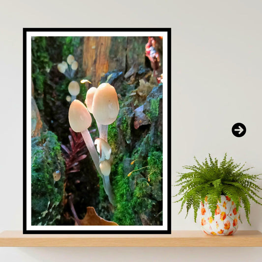 Mica Cap Fungi Print, Nature Photography, Woodland Art, Mushroom Poster, Botanical Wall Decor, Archival FSC Certified Paper, Unique Gift