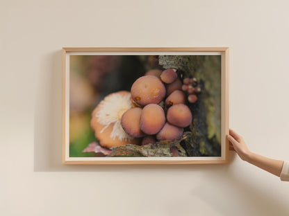 Woodland Fungi Poster, Wild Mushroom Framed-Print, Nature Photography, Forest Fungi Wall Art, Botanical Decor, Earthy Tones Brown Pink