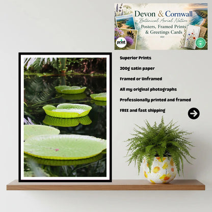 Victoria Water Lily, Eden Project Cornwall — Botanical Wall Art Photography Print