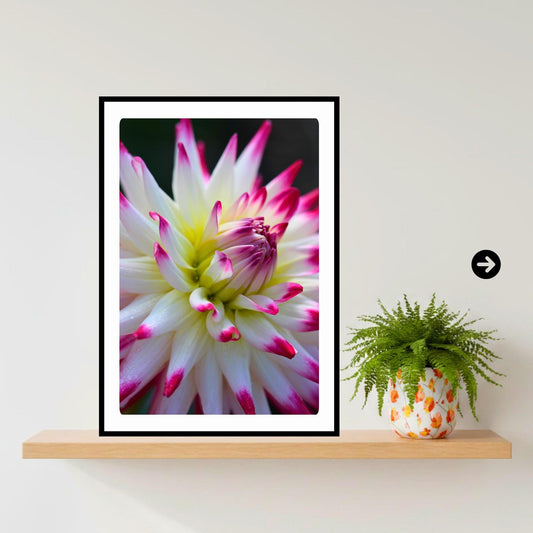 Pink White Cactus Dahlia Print | Macro Flower Photography, Botanical Wall Art
